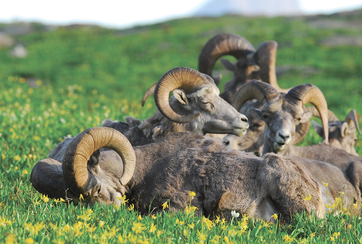 Bighorn sheep in Glacier National Park in this undated photo. (Hungry Horse News FILE)