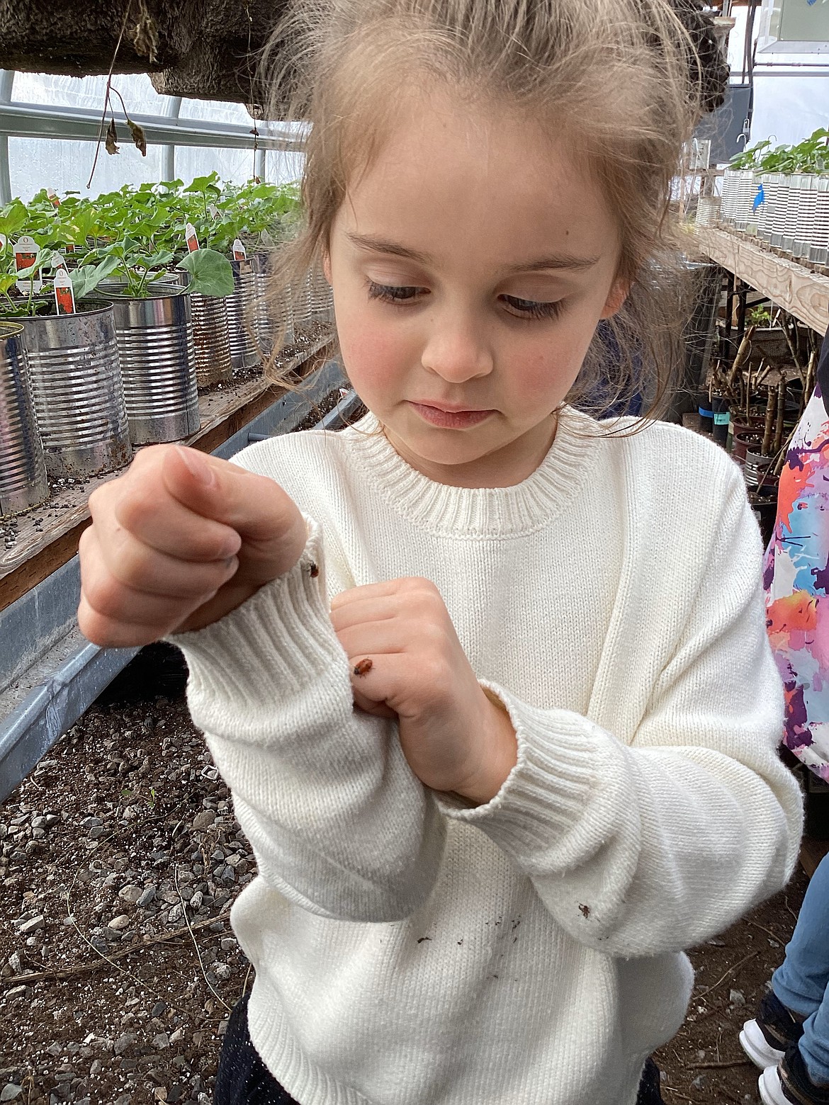 Ladybugs crawl all over kindergartner Josephine Yrigoyen as the critters are released Monday into the Hayden Meadows Elementary School greenhouse.