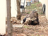 Calf staying put