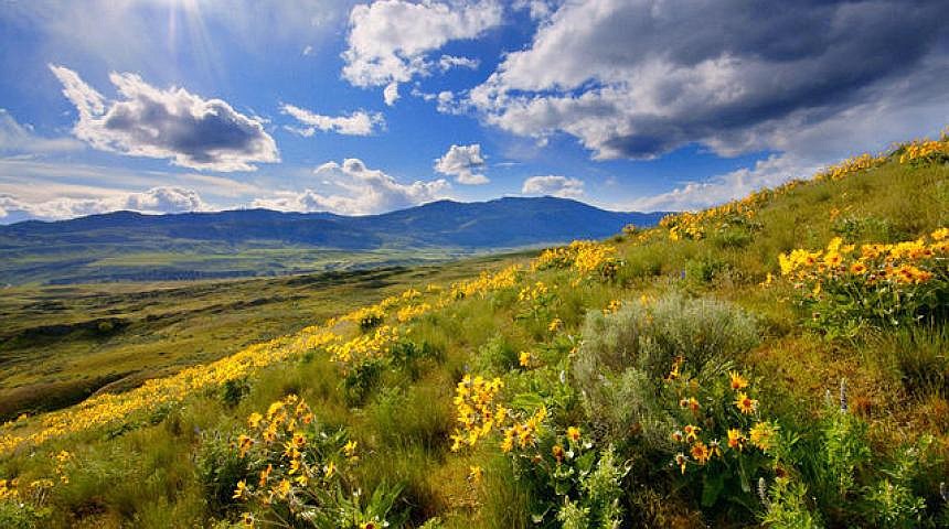 Shrubsteppe landscape in the Sinlahekin Wildlife Area, which includes approximately 22,500 acres in central Okanogan County, according to the Washington Department of Fish and Wildlife. Shrubsteppe is a vital part of Eastern Washington ecosystems and holds many more species of plants and animals than is initially obvious.