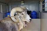 Montana man used animal tissue and testicles to breed 'giant' sheep for sale to hunting preserves