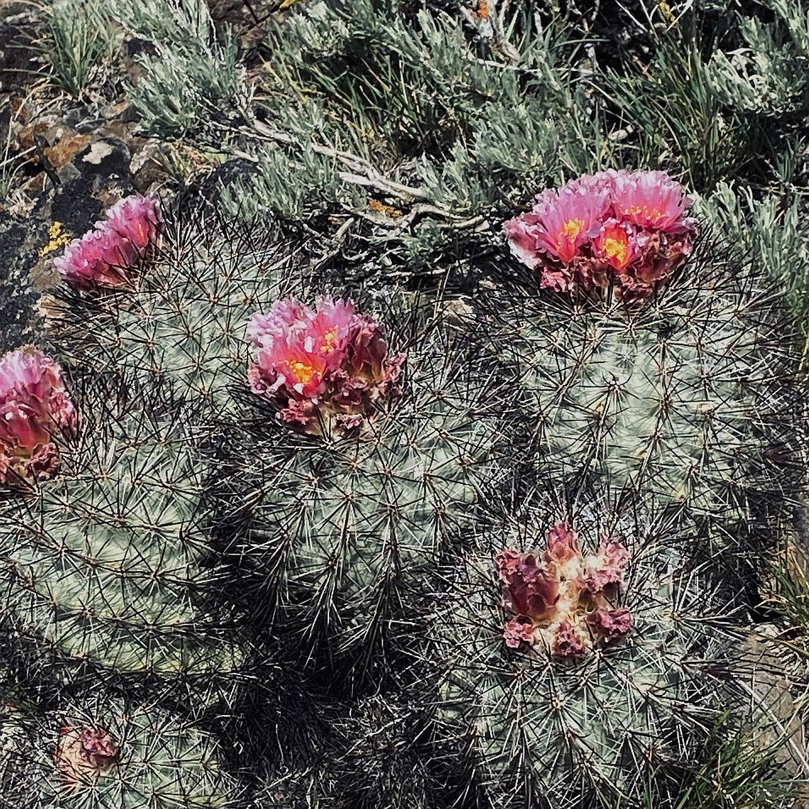 Cactus flowers bloom near Quincy on a QVHSM tour of desert flora and fauna in 2023. The first tour of 2024 is scheduled for April.