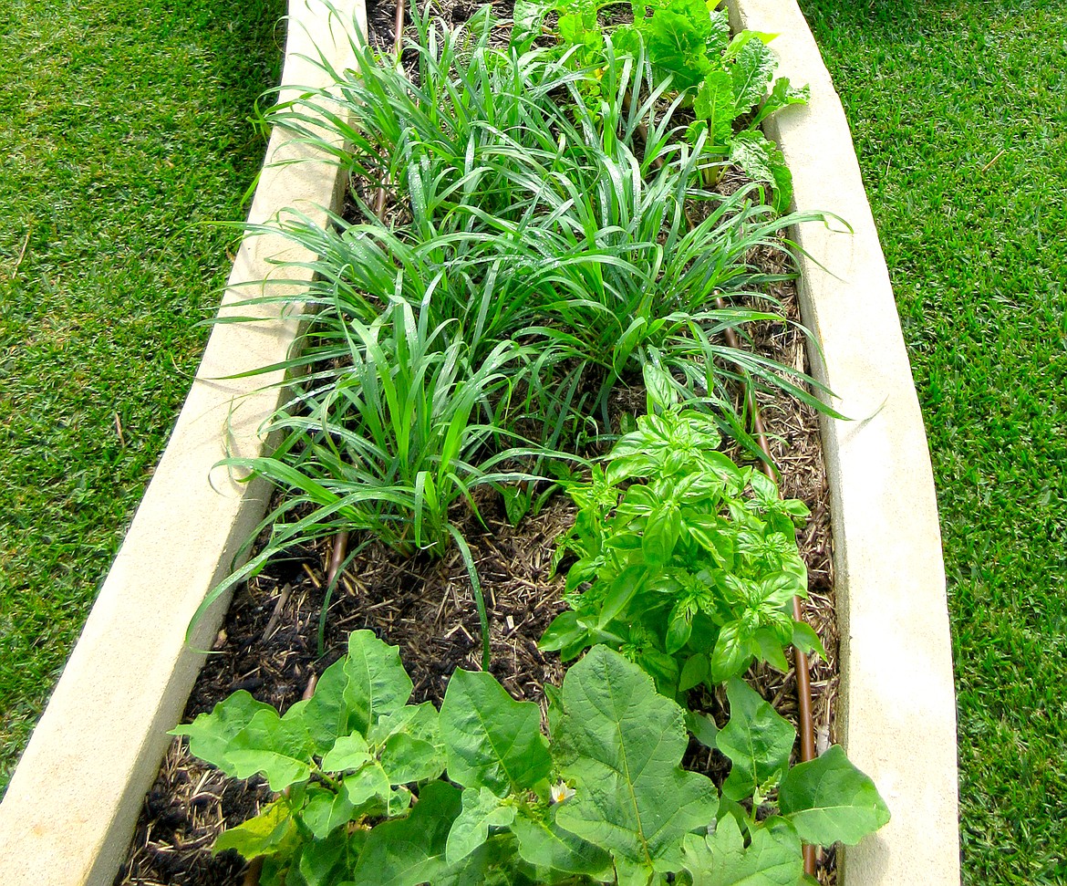 Tucked among your ornamentals, basil and other herbs provide both beauty and a little something for the saucepan and soup pot.