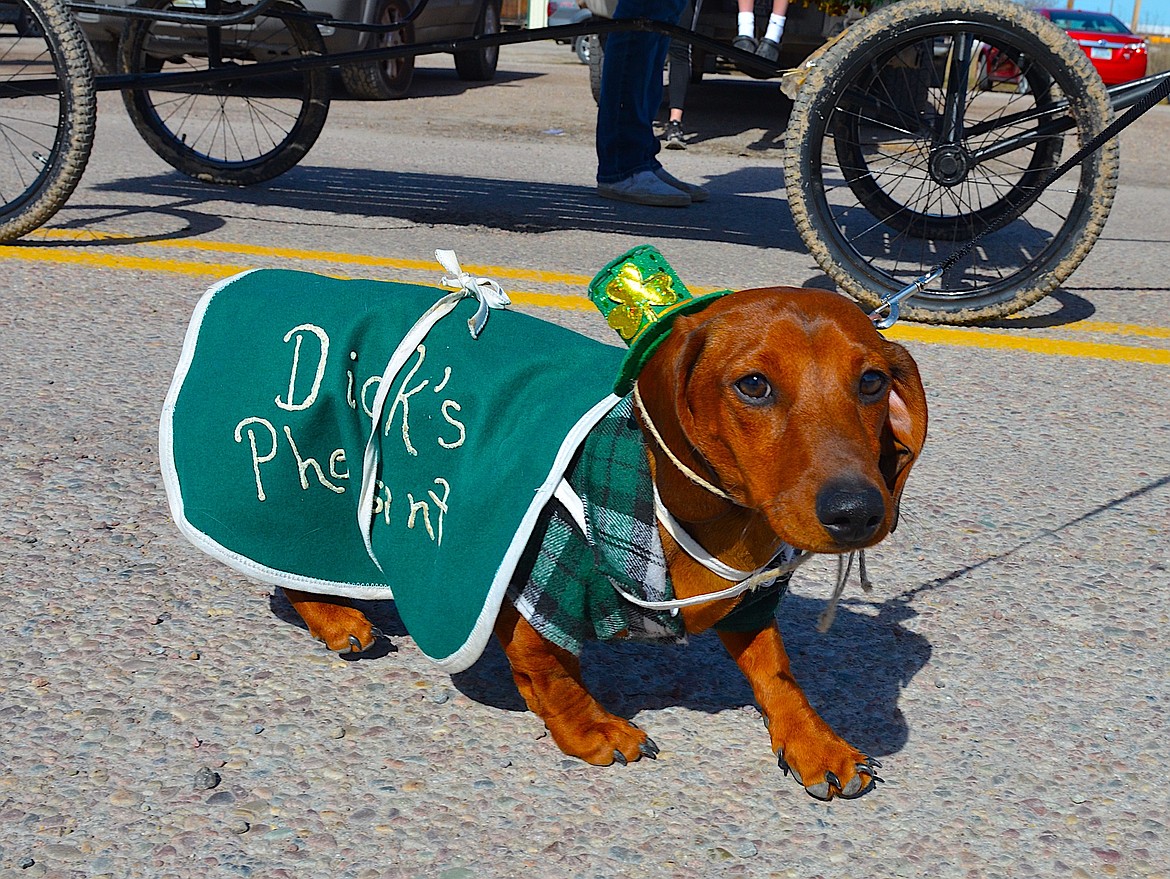 DAPPER DACHSHUND marched along the St. Patrick's Day parade route Sunday on behalf of Dick's Pheasant Lounge. (Kristi Niemeyer/Leader)