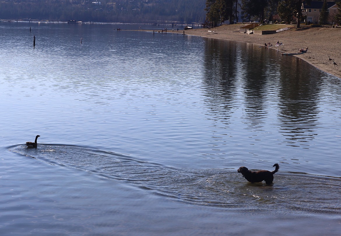 A Canada goose turns to honk at a dog that chased it in Lake Coeur d'Alene at City Beach on Monday. Dogs are not allowed in city parks. There are five off-leash dog parks in Coeur d'Alene at Atlas Mill, Cherry Hill, McEuen, Northshire, and Riverstone.