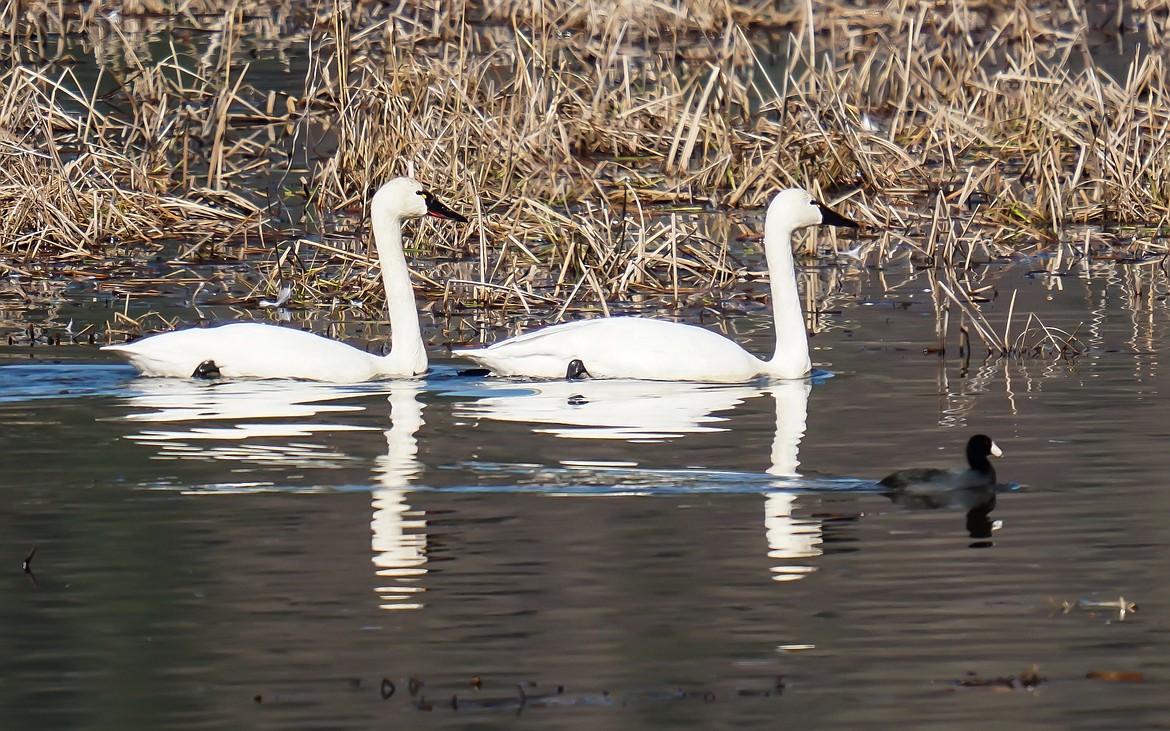 Swans making safe stop | Coeur d'Alene Press