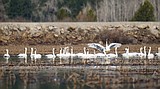 Swans making safe stop