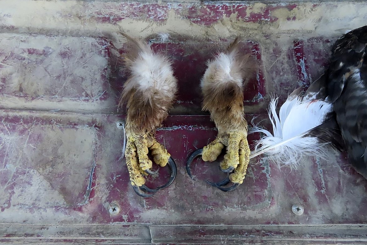 This undated photo from a court document provided by the U.S. Attorney for the District of Montana shows golden eagle feet recovered by law enforcement officers from a Washington state man's vehicle. (Courtesy of the U.S. Attorney for the District of Montana via AP, File)