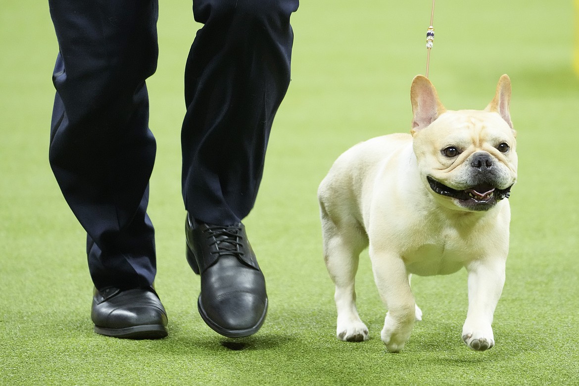 Winston, a French bulldog, competes in the non-sporting group competition during the 147th Westminster Kennel Club Dog show, Monday, May 8, 2023, in New York. Frenchies remained the United States' most commonly registered purebred dogs last year, according to American Kennel Club rankings released Wednesday, March 20, 2024. After French bulldogs, the most common breeds registered were Labs, golden retrievers, German shepherds, poodles and others. (AP Photo/Mary Altaffer, File)
