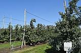 Experts preview 2024 Washington apple industry