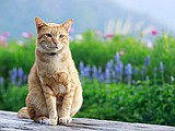 Springtime bliss: Keeping your pets safe from poisonous plants