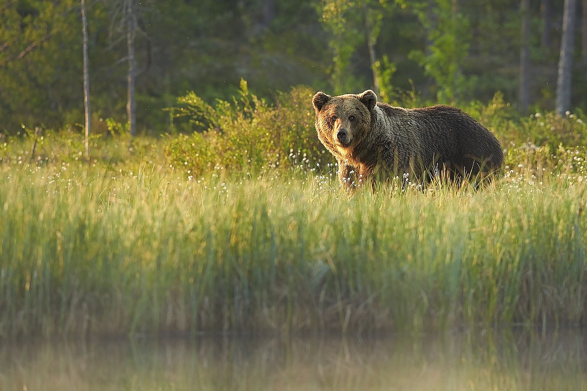 Idaho’s grizzly bear population tops out at about 200, depending on the time of year, with the largest concentration of grizzlies existing in the Panhandle and the Greater Yellowstone Ecosystem.