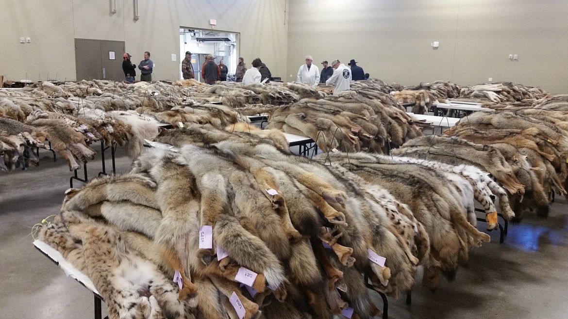 The Idaho Department of Fish and Game's annual fur auction will be held online in 2024.