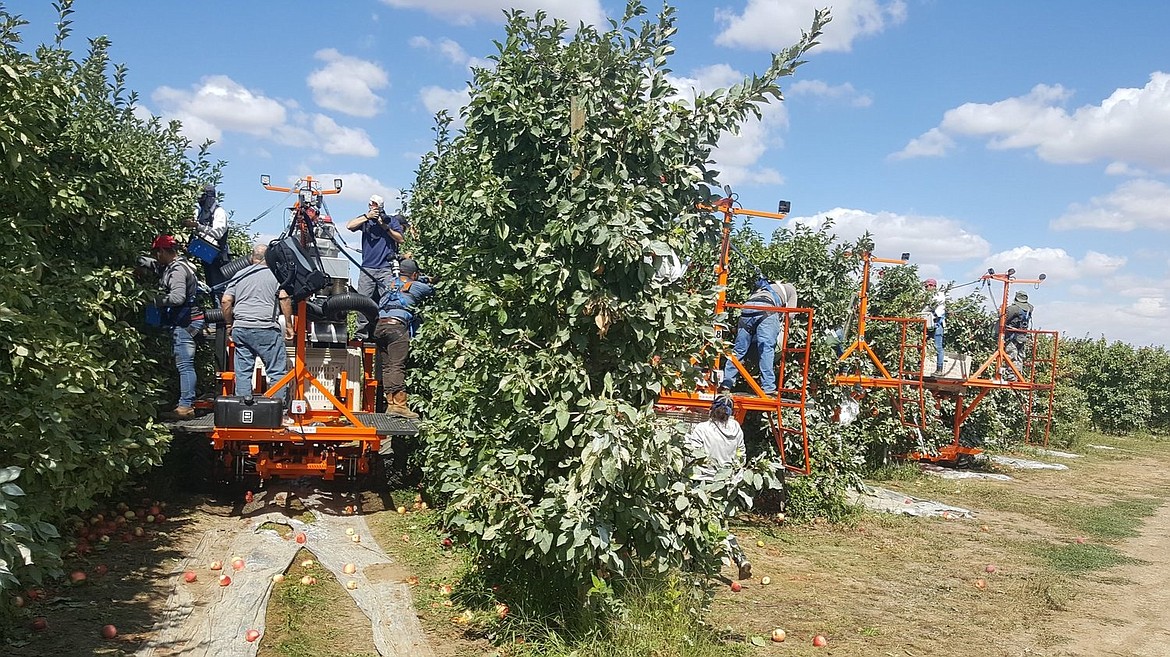 Harvest crews work an orchard with the help of the platform built by Automated Ag.