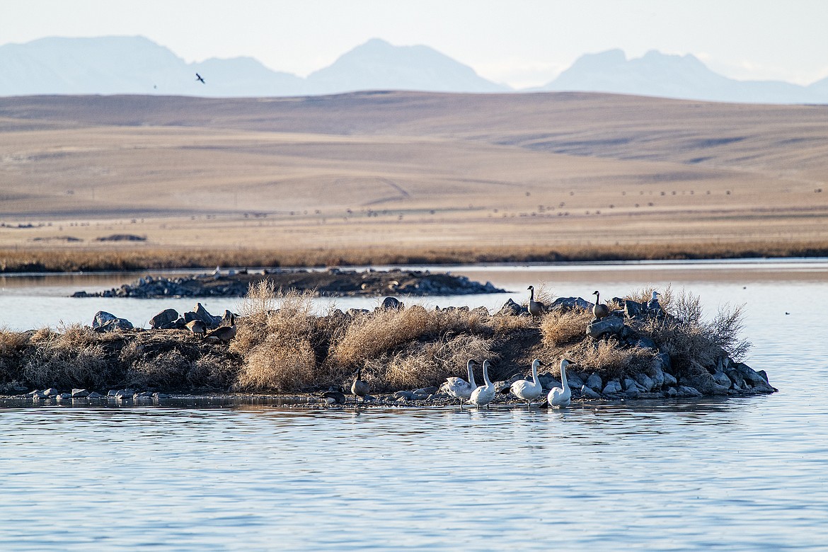 Migrating water birds stop in Freezout Lake Wildlife Management Area on Tuesday, March 19. (Avery Howe photo)