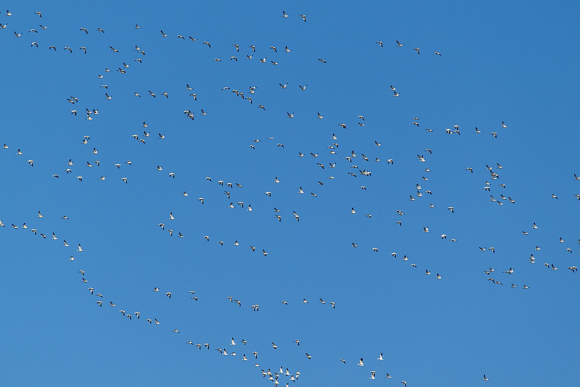 Migrating water birds stop in Freezout Lake Wildlife Management Area on Tuesday, March 19. (Avery Howe photo)