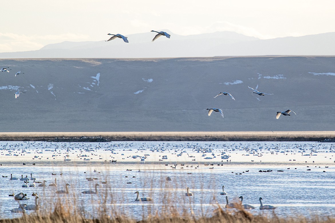 Migrating water birds stop in Freezout Wildlife Management Area on Tuesday, March 19. (Avery Howe photo)