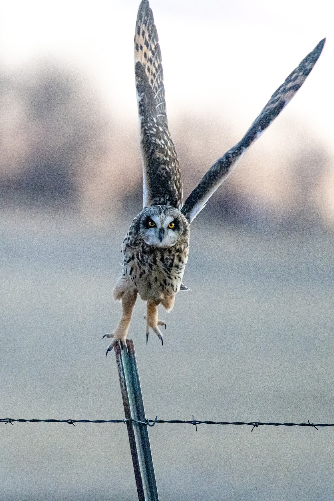A short-eared owl looks out for dinner along Highway 89 near Choteau on Tuesday, March 19. (Avery Howe photo)