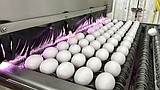 Bird flu, weather and inflation conspire to keep egg prices near historic highs for Easter