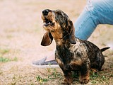 ‘Howl’ to communicate with your dog