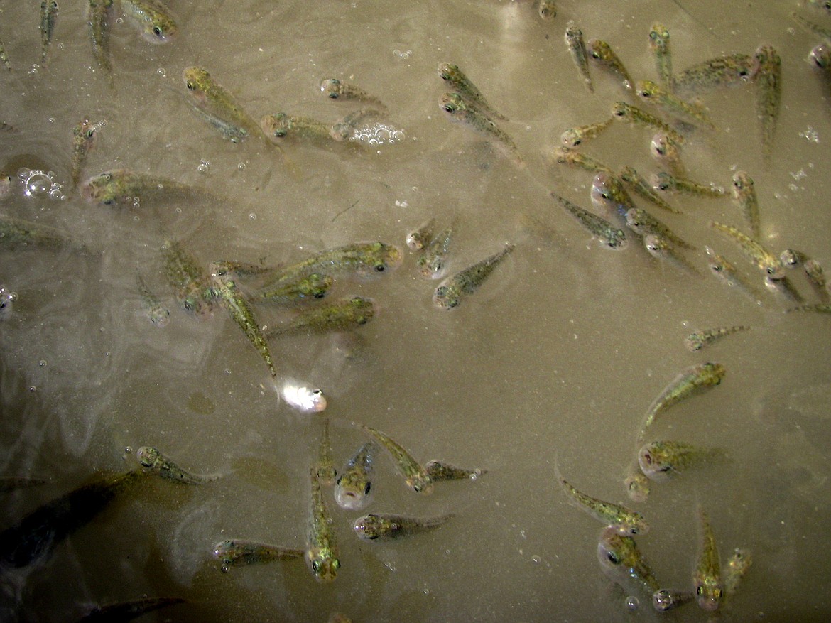 In this 2010 handout image, desert pupfish are seen in a refuge pond in Imperial, Calif. The Imperial Irrigation District created a plan to scale back draws from the Colorado River in a bid to preserve the waterway following years of drought. But a tiny, tough fish got in the way. The proposal to pay farmers to temporarily stop watering forage crops this summer has environmentalists concerned that irrigation drains could dry up, threatening the fish, she said. (Jessica Humes/Imperial Irrigation District via AP)