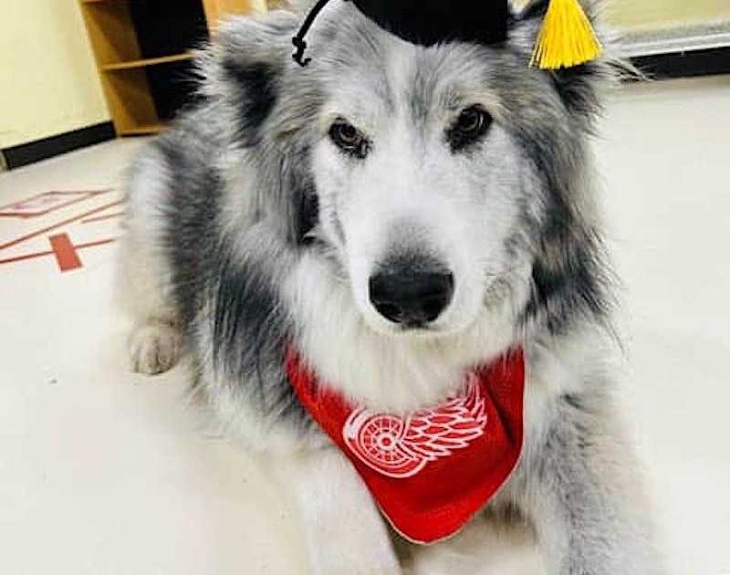 Dog set afire in Troy now battling cancer - Vimarsana News