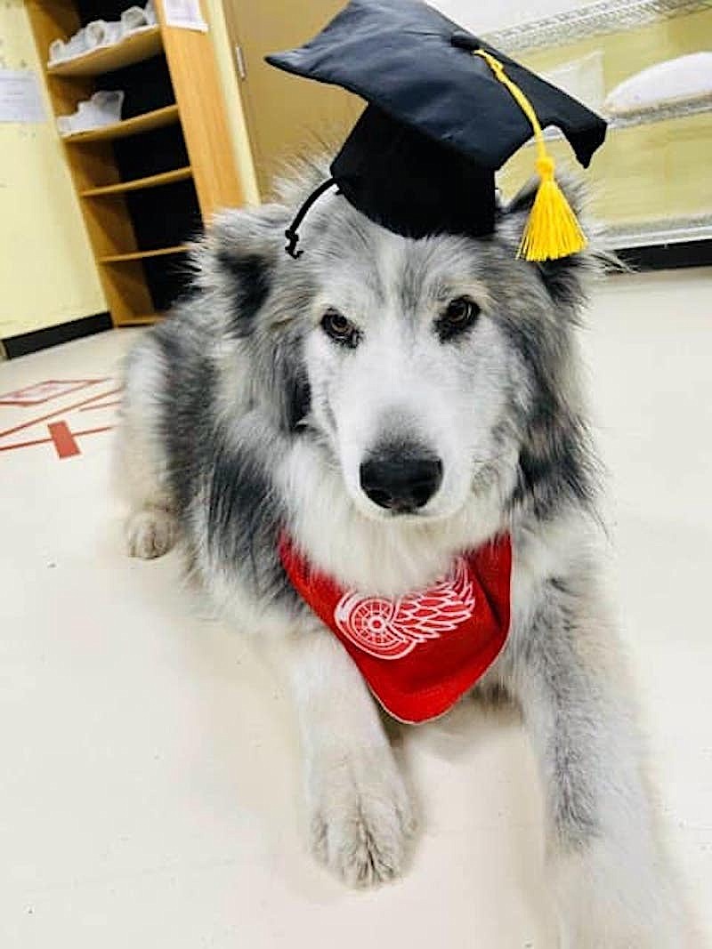 Percy, an Alaskan malamute set on fire by a Lincoln County man nearly four years ago, is now undergoing cancer treatments. (Photo courtesy Pet Connection Rescue Advocacy and Sancutary)