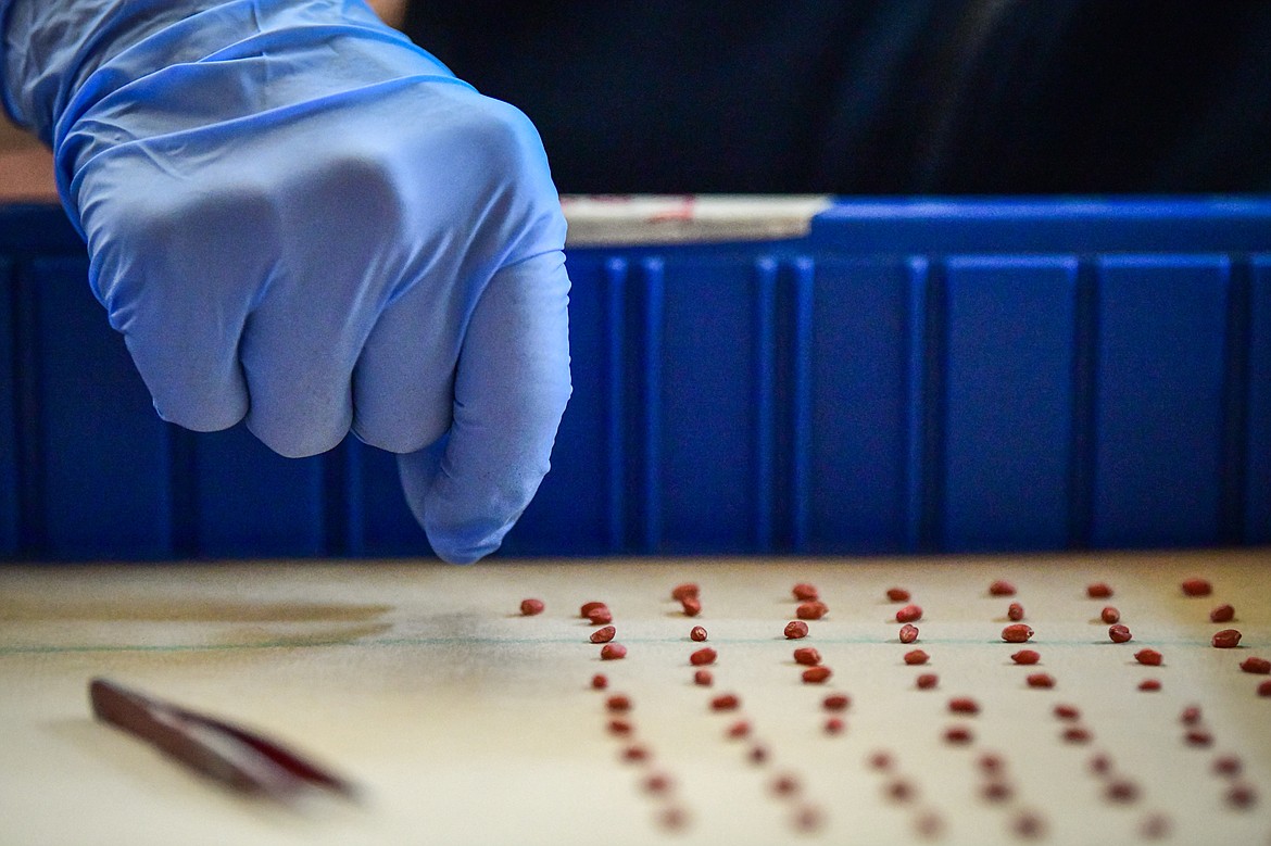 Maggie Sands lays out spring wheat seeds on germination paper while she and research associate Dan Porter perform germination tests at Montana State University's Northwestern Agricultural Research Center in Creston on Wednesday, March 27. (Casey Kreider/Daily Inter Lake)