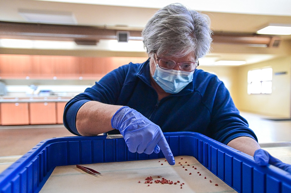 Maggie Sands lays out spring wheat seeds on germination paper while she and research associate Dan Porter perform germination tests at Montana State University's Northwestern Agricultural Research Center in Creston on Wednesday, March 27. (Casey Kreider/Daily Inter Lake)