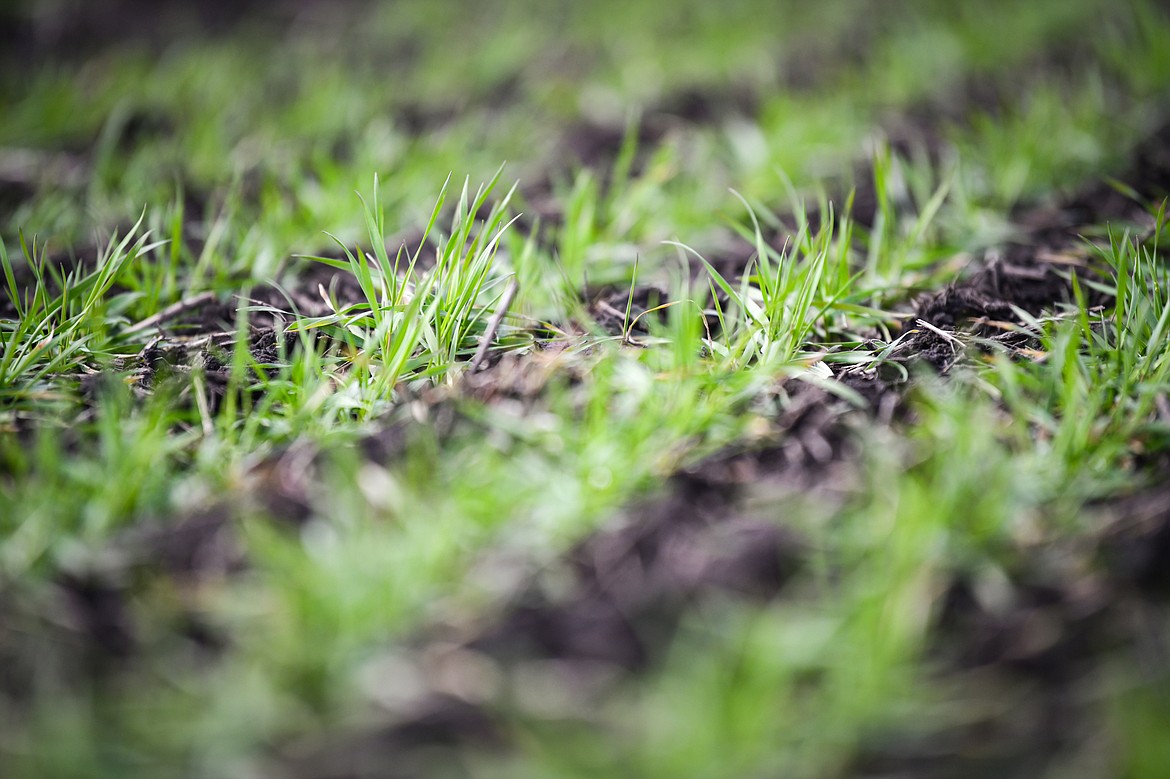 Winter wheat grows in rows at Montana State University's Northwestern Agricultural Research Center in Creston on Wednesday, March 27. (Casey Kreider/Daily