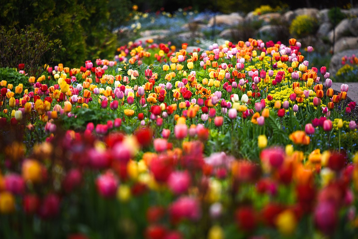 Tulips bloom at Bibler Gardens in Kalispell on Saturday, May 9. (Casey Kreider/Daily Inter Lake)