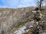 Hunter harvest: Drop in elk, mule deer, bump in whitetails