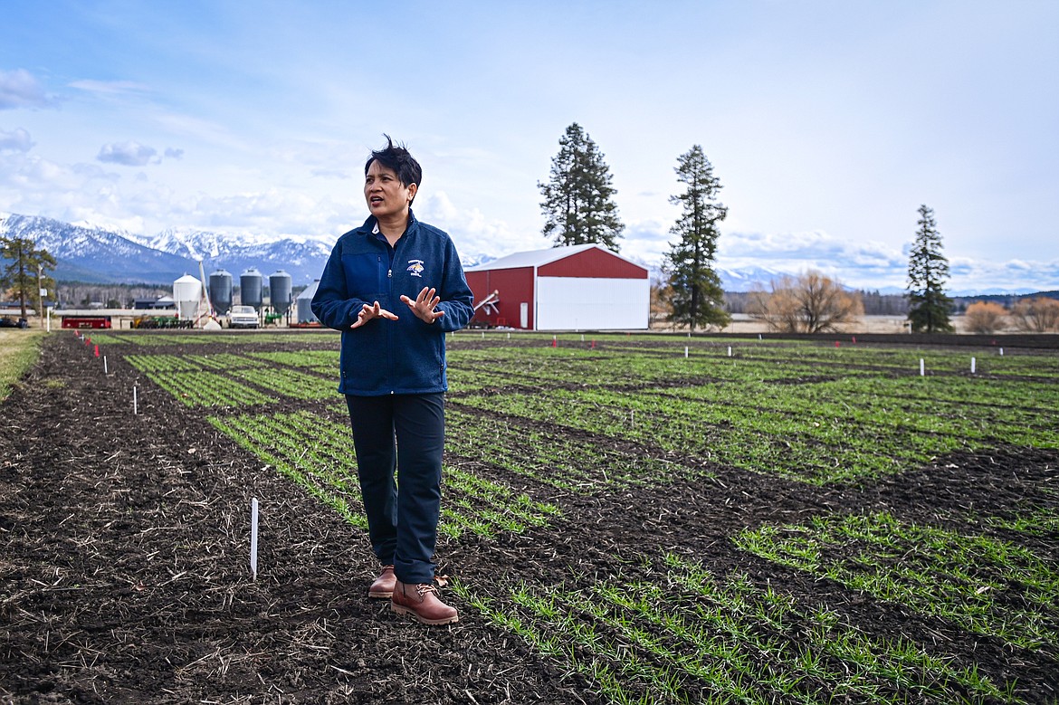 Jessica Torrion, Superintendent of Montana State University's Northwestern Agricultural Research Center in Creston, talks about the Center's winter wheat crop on Wednesday, March 27. (Casey Kreider/Daily Inter Lake)