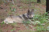 Biden administration restores threatened species protections dropped by Trump