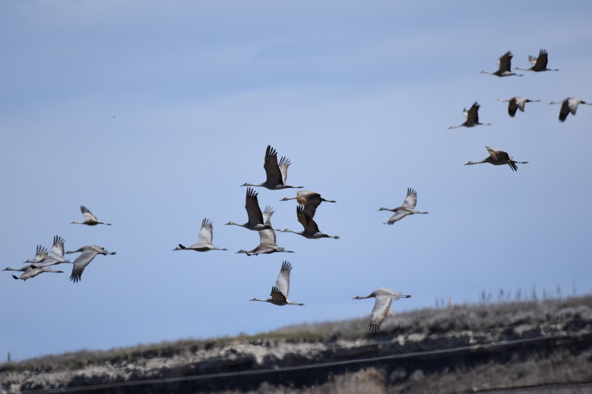 26th Annual Sandhill Crane Festival one of the largest in years