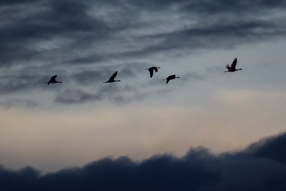 Sandhill cranes fly over Scooteney Reservoir, preparing to roost for the night.