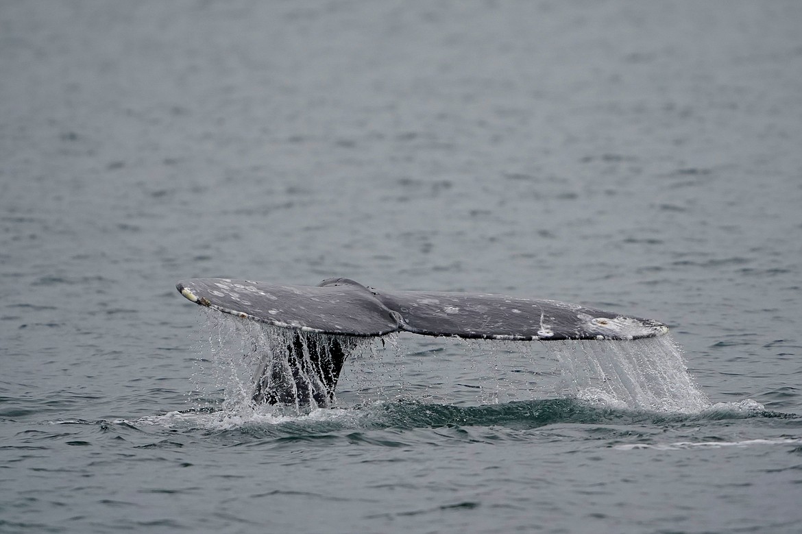 A gray whale dives near Whidbey Island as seen from a Pacific Whale Watch Association vessel, May 4, 2022, in Washington state. Federal researchers indicate the gray whale population along the West Coast is showing signs of recovery five years after hundreds washed up dead on West Coast beaches, from Alaska to Mexico. (AP Photo/Ted S. Warren, File)