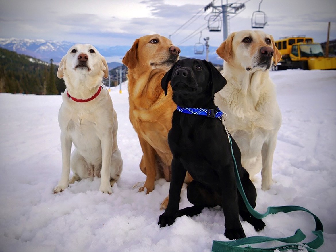 Schweitzer officials will bring some of its avalanche dogs  — Annie, Abbey, Murphy, and Maisie, pictured above, to today's fundraiser.