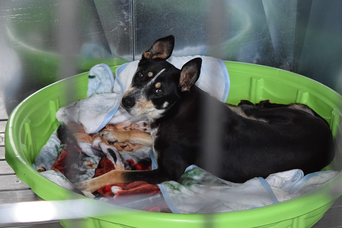 A dog and her puppies lie in a padded kiddie pool inside one of Hands ‘N Paws Animal Assistance’s large kennels, purchased for the temporary shelter made from a Public Works Department shop on North Broadway Avenue.