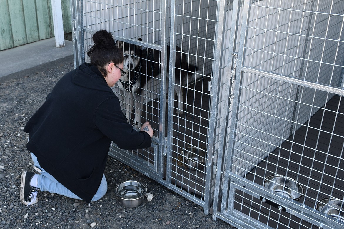 Hands ‘N Paws staff member Amber Lopez gives a bowl of water to a husky kenneled outside the temporary Othello shelter.