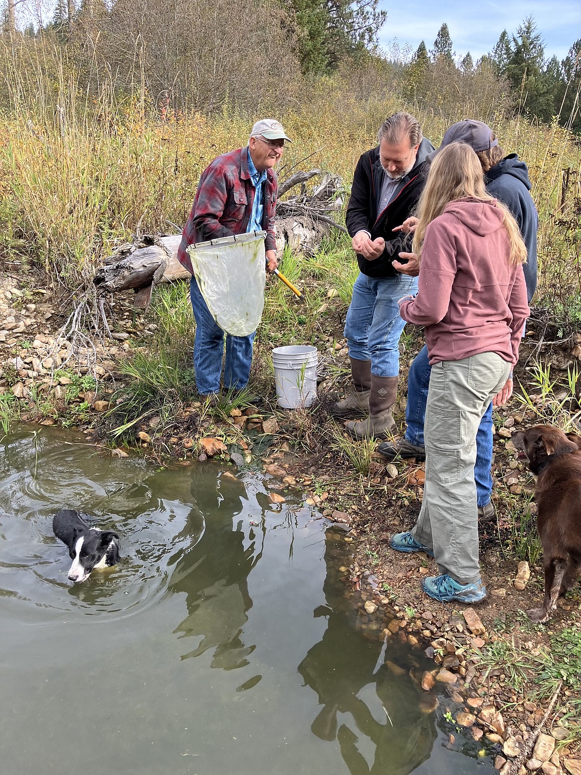 Steve Funk, SWC Engineer Bill Lillibridge, Paul Schelpp, contractor, and
Jenna Ditzel with SWC, look at juvenile cutthroat trout that Funk wanted to
save from the construction work.