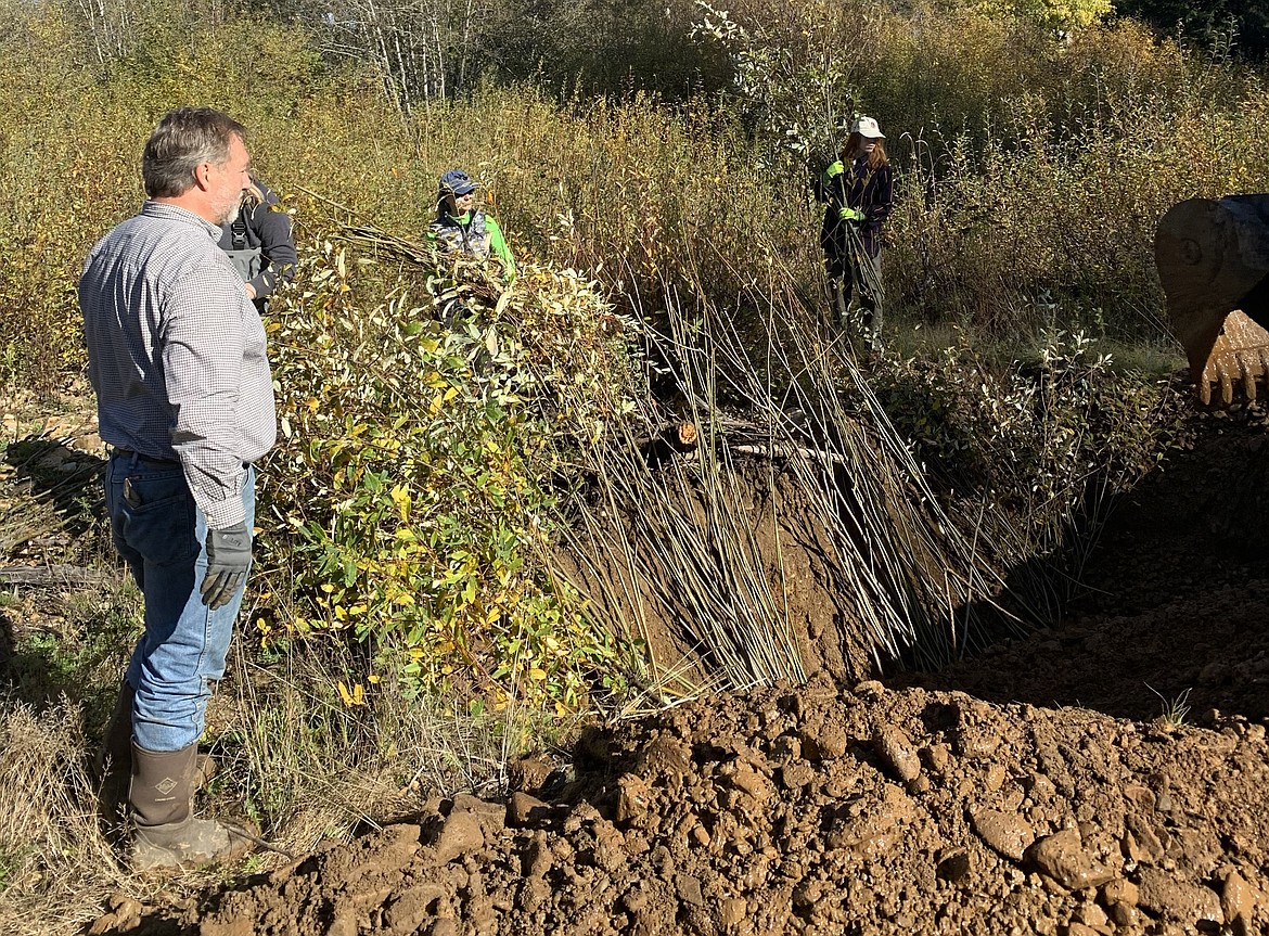 Volunteers lay in willow cuttings prior to being anchored into the streambank with heavy equipment, while SWC Engineer Bill Lillibridge supervises.