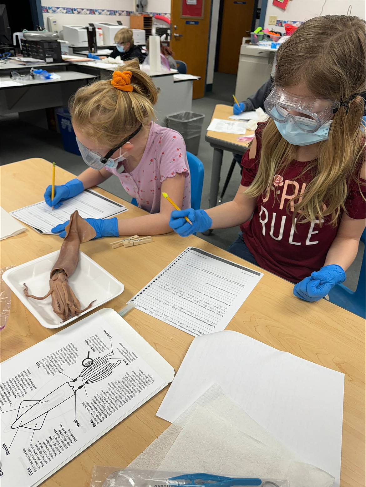 Idaho Hill Elementary fourth graders concentrate as they dissect a squid during a recent science class. According to Wikipedia, there are over 800 extant species of cephalopod, a category of marine animals which include squid, octopus, cuttlefish, or nautilus.