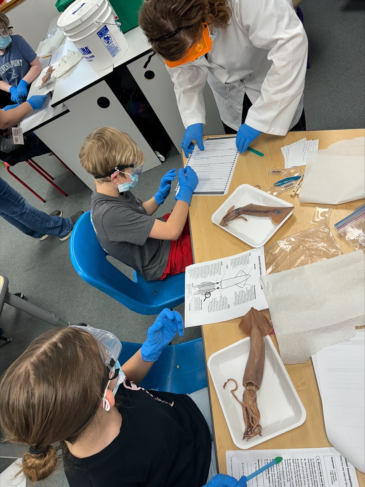 Idaho Hill fourth graders dissect a squid during a recent science class. According to Wikipedia, there are over 800 extant species of cephalopod, a category of marine animals which include squid, octopus, cuttlefish, or nautilus.