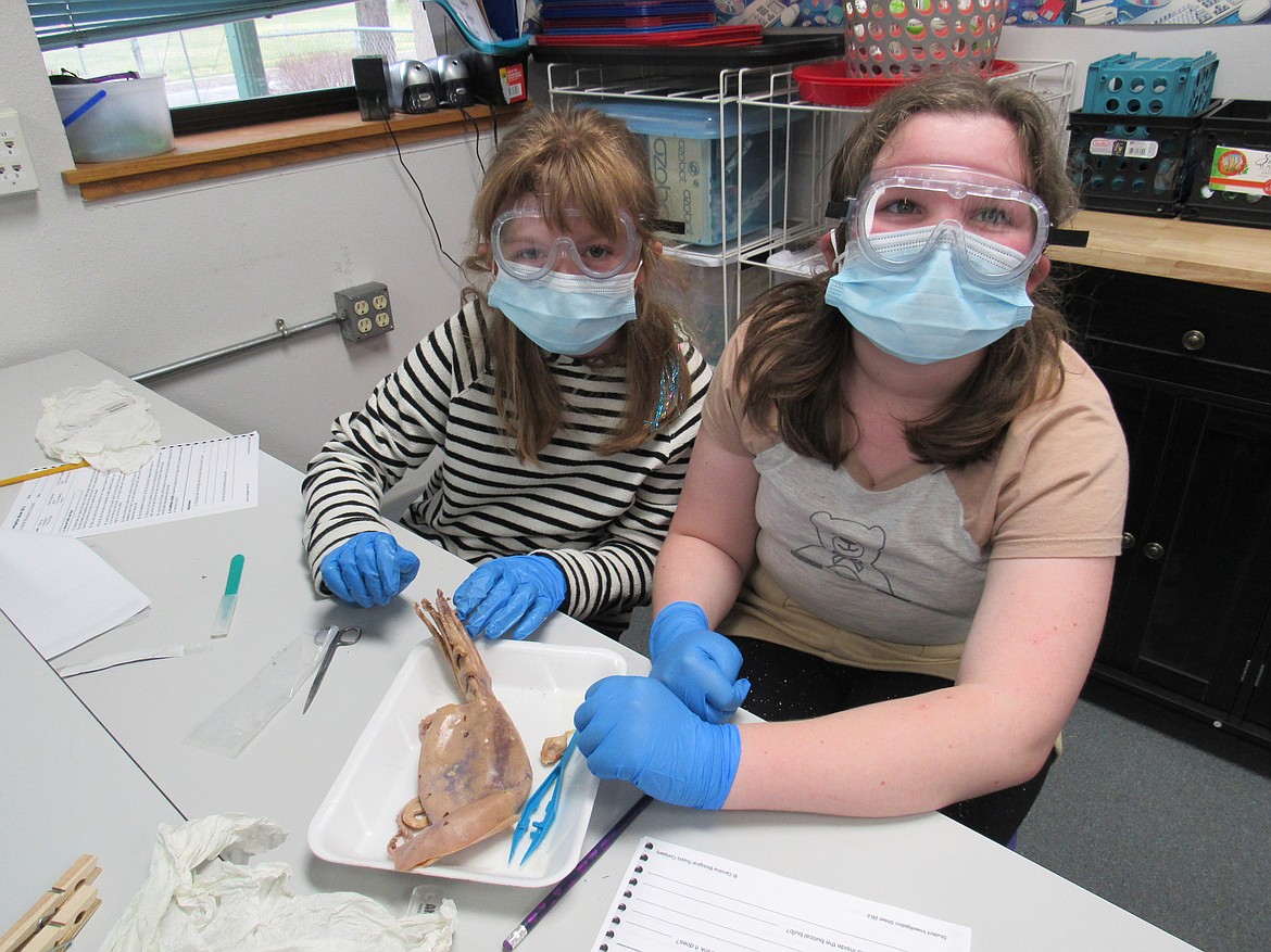 Idaho Hill Elementary fourth graders work to dissect a squid during a recent science class.