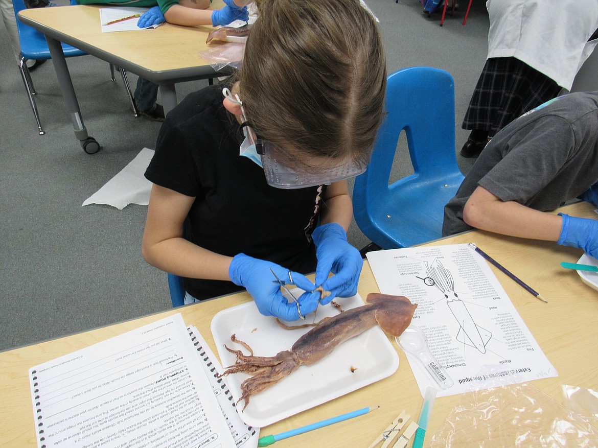 An Idaho Hill fourth grader dissects a squid during a recent science class.