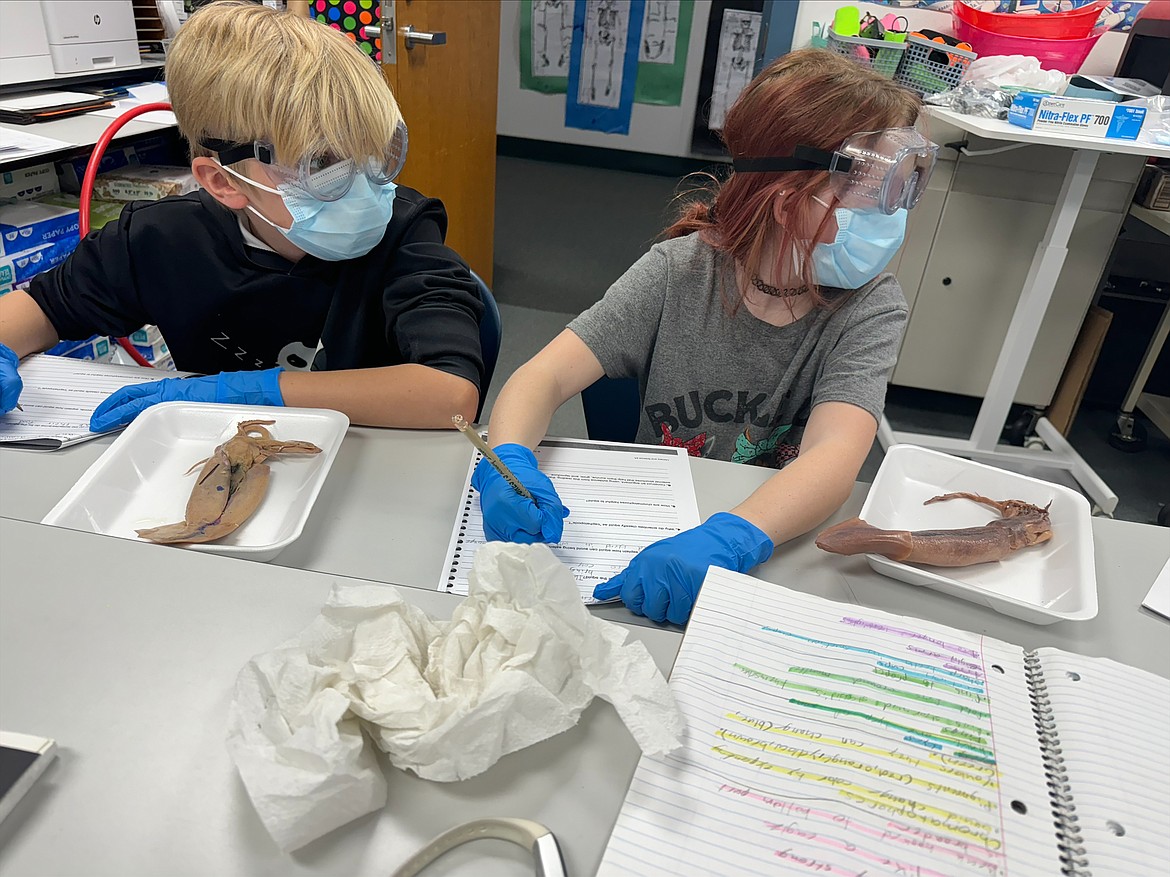Idaho Hill Elementary fourth graders recently dissected squid during a recent science class. According to Wikipedia, cephalopods such as squid became dominant during the Ordovician period, represented by primitive nautiloids.