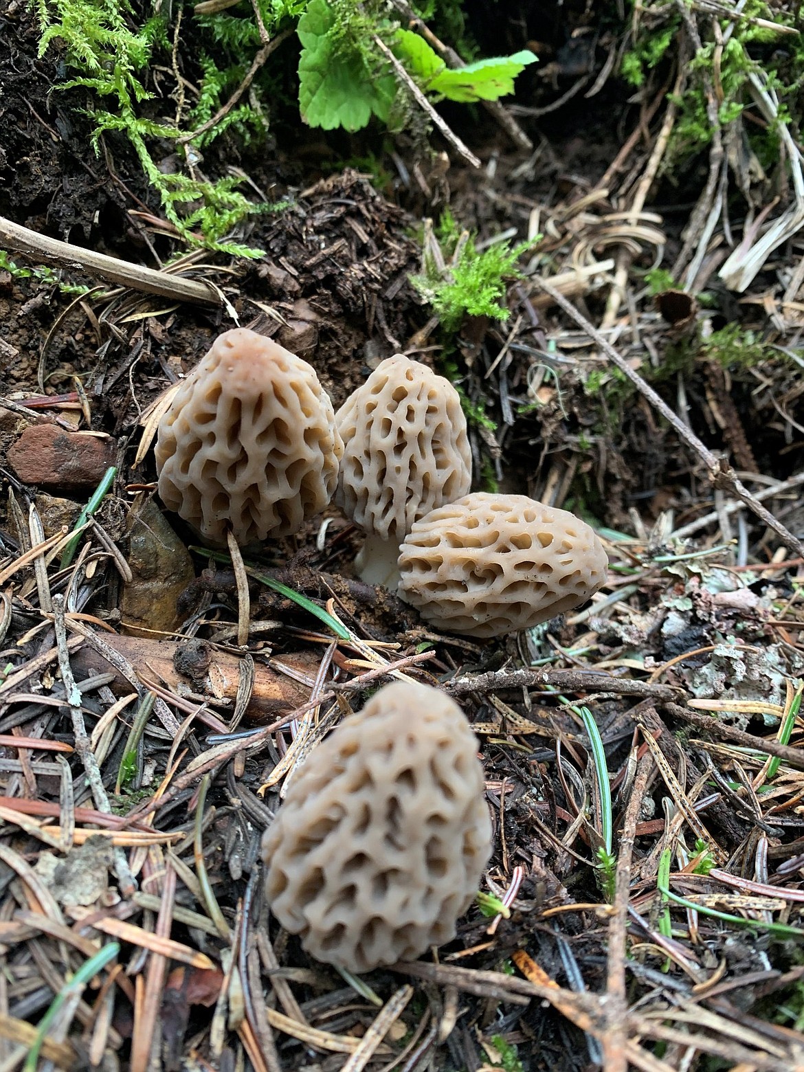 Morels tend to be abundant in areas that burned the year prior.