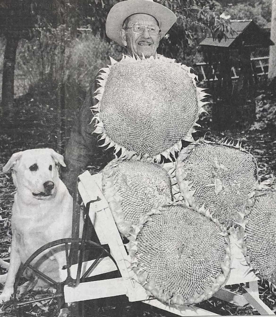 John Ruthven and his world-record sunflowers.