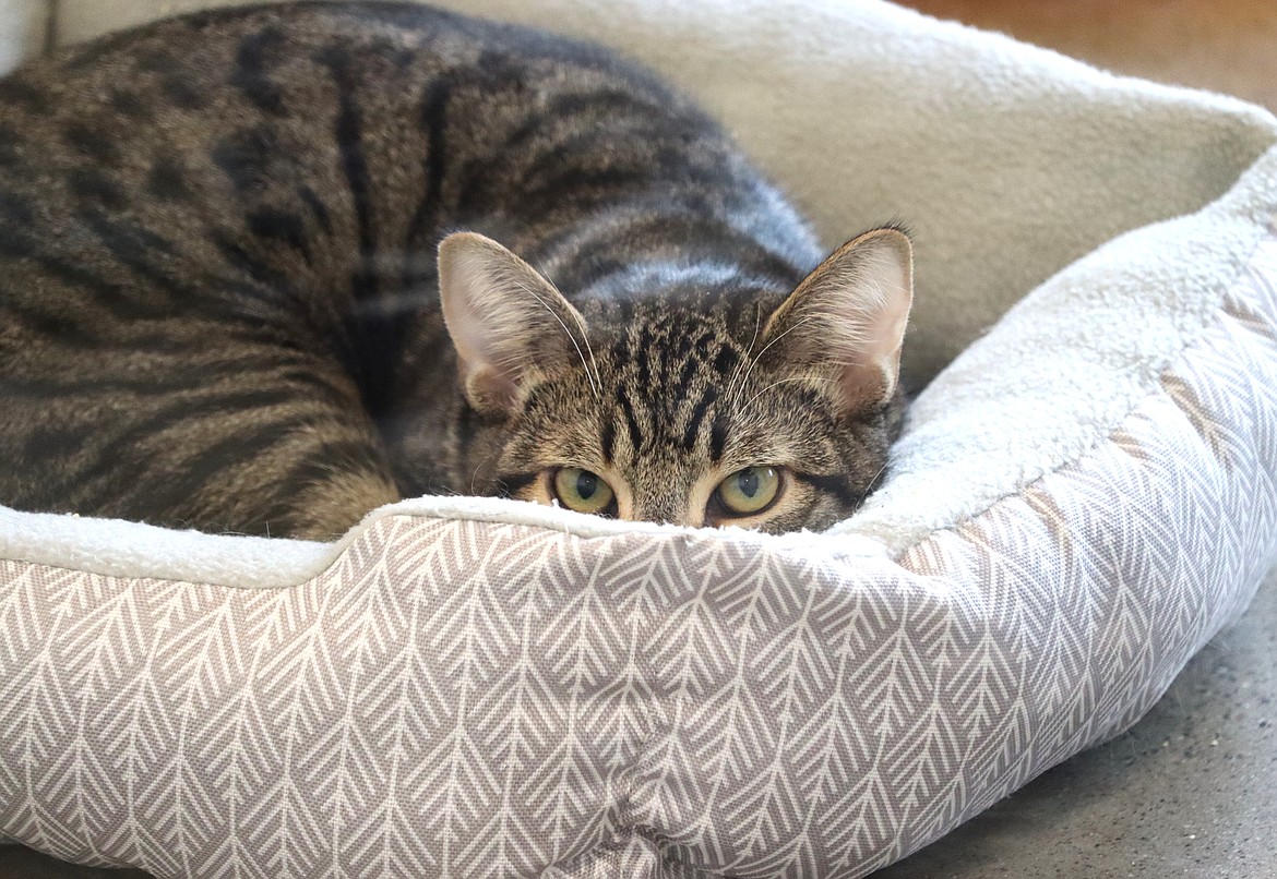 A cat at Companions Animal Center looks up from its bed Wednesday.